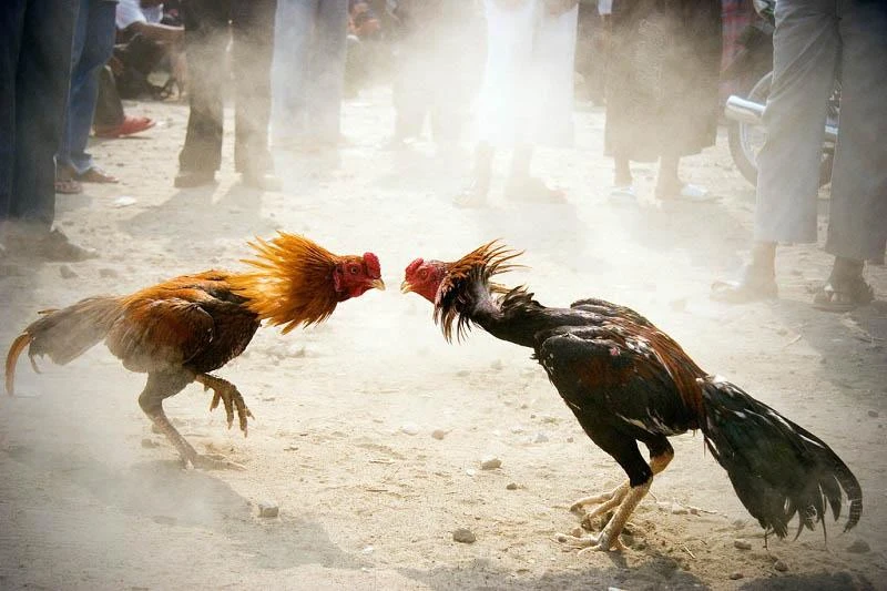 Cockfighting 88